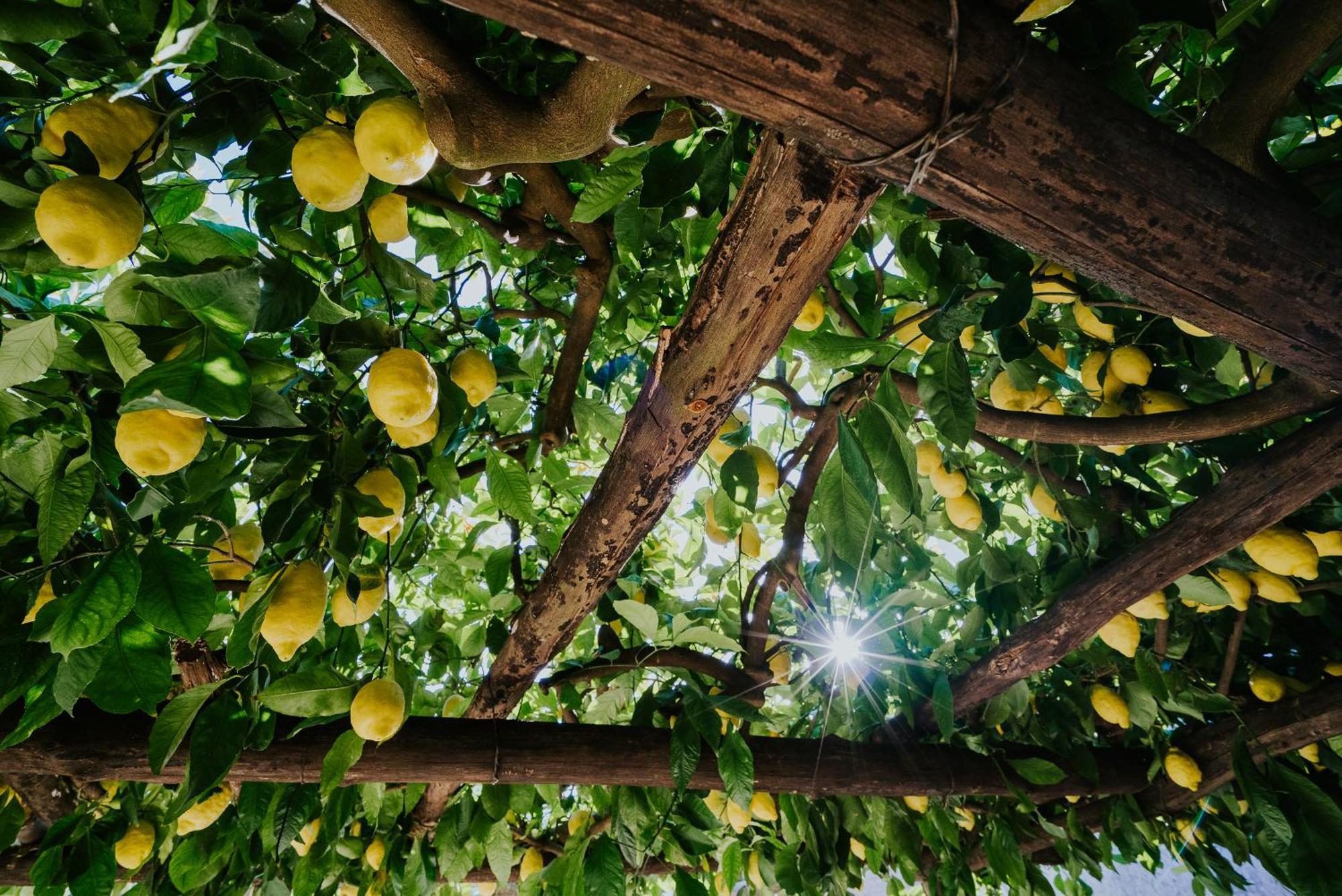 Il Giardino Dei Limoni Apartment Polvica Exterior foto